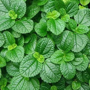 Teeth Whitening Charcoal Powder