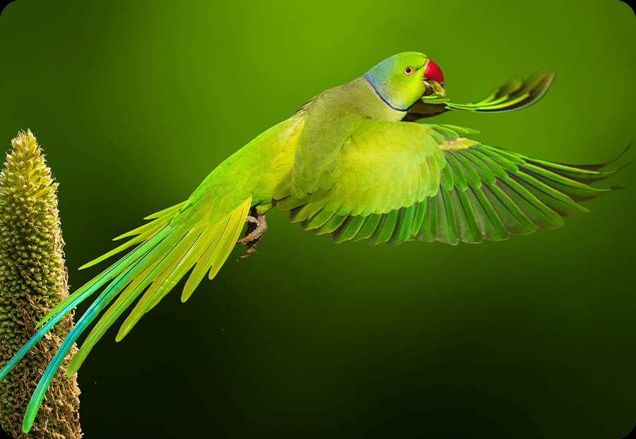 Lightning-fast Snapshot