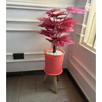 Pink plant with pink vase 